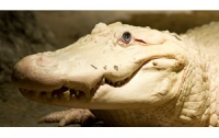 В США умер редчайший аллигатор-альбинос