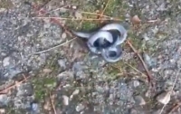 Шокирующее видео: В Китае нашли двухголовую змею