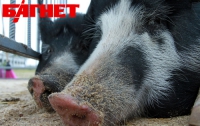 Русских свиней в Волгоградской области настигла чума