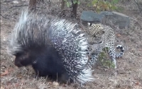 Леопард попытался вступить с дикобразом в бой и пожалел об этом (видео)