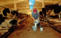 Закупочные цены на молоко вырастут уже осенью на 20-30%, - эксперты