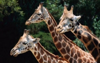 В Ялтинском зоопарке жирафы могут погибнуть из-за жестокости посетителей