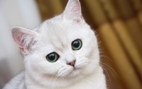 Британские учёные выявили 25 признаков страданий кошек