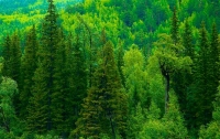 В США леса начали двигаться из-за изменения климата