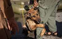 Patron Pet Center прийме на утримання домашніх тварин з зони лиха на Херсонщині
