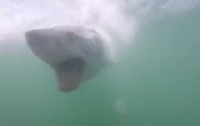 Австралийские рыбаки прогнали большую акулу шваброй (видео)