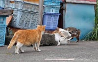 В Японии два десятка домашних котов устроили побоище 
