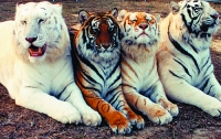 Ученые нашли разницу между бенгальскими тиграми с белой и рыжей шкурой