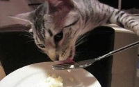 Домашний кот научился кушать вилкой (ВИДЕО)