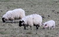 В Шотландии найден поросенок, считающий себя овцой