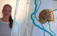 Ученые нашли способ продлить молодость мозга