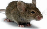 В Европе появились невосприимчивые к ядам и химикатам мыши 
