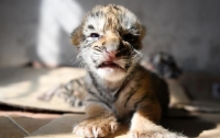 В сети появились фото новорожденных тигрят, относящихся к исчезающему виду