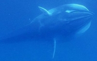 Ученые впервые на видео сняли редчайшего кита