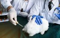 У Великій Британії дозволили тестувати косметику на тваринах