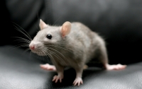 Полиция Аргентины обвинила мышей в пропаже полтонны марихуаны
