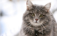 Кот впервые увидел снег (ВИДЕО)