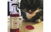 В США придумали вино для кошек и собак