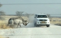 Носорог напал на джип в африканском сафари-парке  (ВИДЕО)