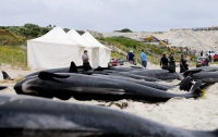 Более сотни китов совершили самоубийство у берегов Новой Зеландии