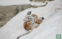 Животные в зоопарке по-разному реагируют на снег (фото)