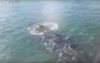 Запутавшийся в сетях кит подплыл к людям в надежде на спасение (видео)