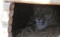 Первые в мире лилигры мужского пола родились в зоопарке США (видео)