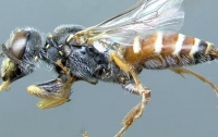 В Европе поселились смертельно опасные тропические шершни