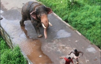 Молодоженов из Украины в Таиланде искалечил слон 