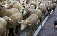 Около 14 тысяч овец утонули в Черном море