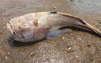 В водах пляжа Вирджинии появилась рыба ужасающего вида