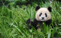 Палеонтологи обнаружили останки ископаемого родственника панды