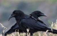 Вороны оказались не глупее шимпанзе