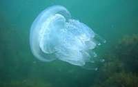 Отдыхающие на море устроили охоту на медуз (видео)