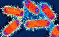 Бактерии помогут диагностировать рак