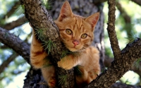 Киевские коты очень любят деревья