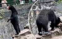 Людиноподібний ведмідь із Ханчжоу 