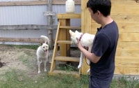 Якутская лайка впервые увидела щенка, выращенного из ее уха (видео)