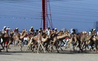 Верблюды поборются на скачках за миллион рублей