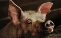 Африканская чума свиней подобралась к границам Украины