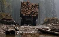 Незаконная вырубка леса привела к несчастному случаю