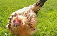 Умерла самая старая курица в мире