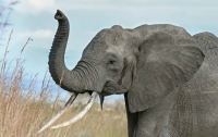 В ближайшее десятилетие может исчезнуть пятая часть всех африканских слонов