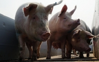 Молдова запретила ввоз свинины из Украины