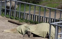 Замглавы КГГА: Животные в зоопарке и дальше будут умирать