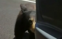 Пассажир авто хотел с руки покормить медвежонка и пожалел об этом (видео)