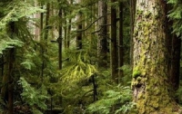 Народные избранники намерены защитить леса от копытных