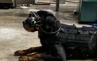 Создана инновационная AR-гарнитура для собак кинологов