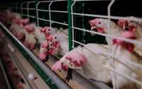 Угроза птичьего гриппа: ученые прогнозируют реальную опасность новой пандемии