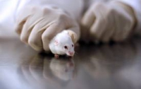 В Великобритании спасают лабораторным мышам жизни
